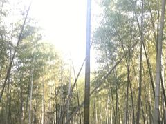 -宁波浙东大竹海景区