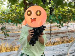 -金谷域澳洲庄园