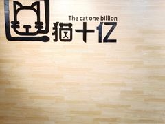 -猫十亿·布偶金渐层·曼基康矮脚猫舍(青年路店)