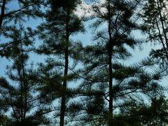 -广富林郊野公园