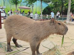 -西霞口神雕山野生动物世界