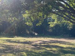 -开平碉楼文化旅游区马降龙景区