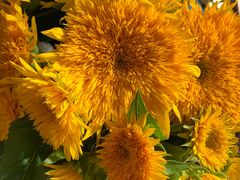 -茶马花街(城西银泰城店)