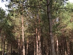 -塞罕坝国家级自然保护区