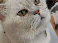 -糯米喵星人·撸猫猫舍咖啡馆(西市场嘉华店)