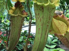 -墨尔本皇家植物园