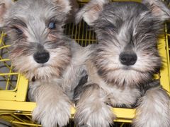 -中农大我爱我爱24h动物医院·中医针灸·猫专科·骨科医疗中心(双井店)