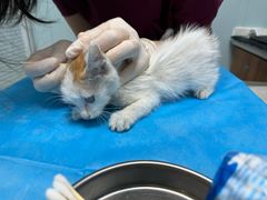 -纳吉亚猫专科动物诊疗中心(蒋宅口分院)