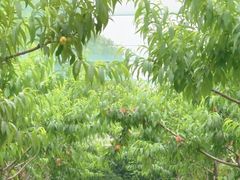 -菊园百果园