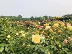 -都江堰玫瑰花溪谷