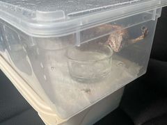 -酷以爬仙阁实体爬宠店·守宫·蜥蜴·专业繁育