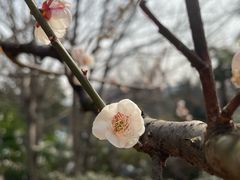 -南京古林公园
