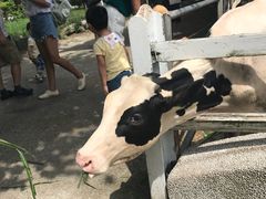 -瑞穗牧场