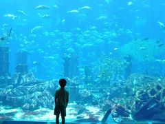 -迪拜水族馆及水下动物园