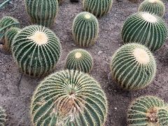 -北京植物园-展览温室