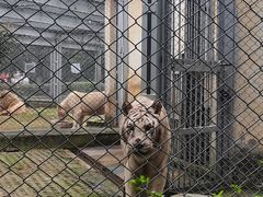 -合肥野生动物园