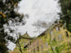 -武汉大学-樱园