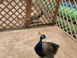 -萌宠亲子动物乐园(槐房万达店)