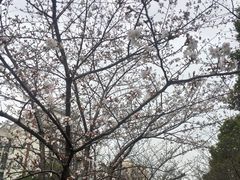 -高东镇樱花园