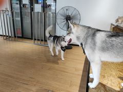 -Husky Go! 哈士奇体验馆·宠物咖啡厅狗咖