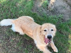 -爪吧宠物乐园 (温榆河示范区店)