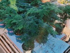 -中环花鸟鱼虫市场