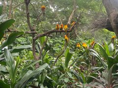 -广州长隆飞鸟乐园