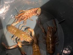 -虾胡闹龙虾馆(湄南河店)