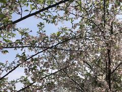 -南山植物园