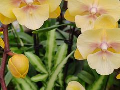 -上海鲜花港
