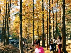 -白水寺森林公园