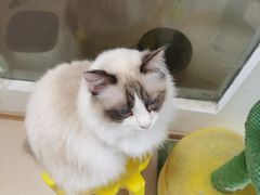 -猫在这儿猫咪咖啡馆·撸猫馆