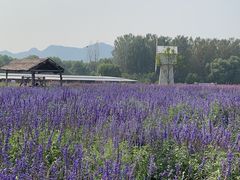 -北京东方普罗旺斯薰衣草庄园