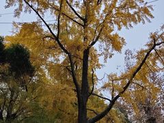 -四川大学(华西校区)