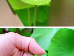 -陈家山荷花公园