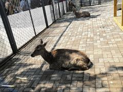 -长白岛森林公园