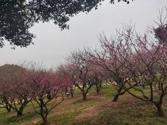 -无锡梅园公园