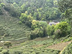 -阿巧茶庄