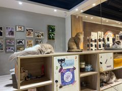 -藏猫猫咖啡主题馆(中央大道店)