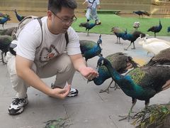 -西双版纳原始森林公园
