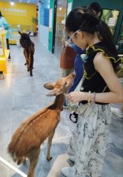 -神奇动物撸宠馆·羊驼·小浣熊·异宠(豫园店)
