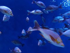 -成都浩海立方海洋公园