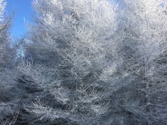 -多乐美地滑雪场