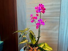 -北京饭店谭家菜