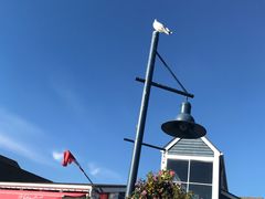 -Steveston Pizza Company (Richmond)