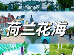 -荷兰花海