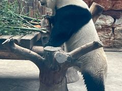 -石家庄市动物园