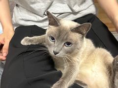 -美联众合动物医院(·中兽医·疑难杂症·严家桥分院)