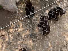 -石家庄市动物园