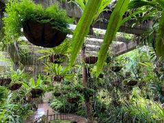 -中国科学院西双版纳热带植物园